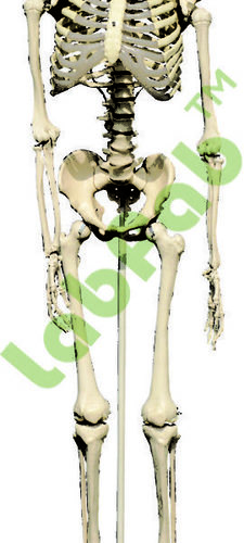 HUMANS SKELETON