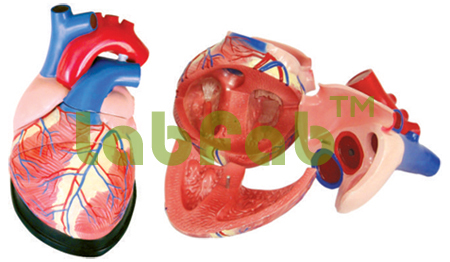 JUMBO HEART MODEL