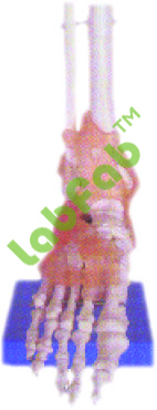 LIFE SIZE FOOT JOINT WITH LIGAMENTS