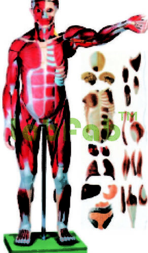 ANATOMICAL AND NURSING MODELS