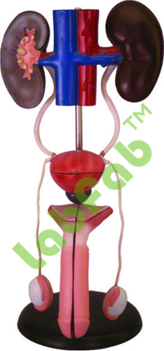 MALE UROGENITAL SYSTEM