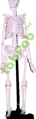 MINI SKELETON