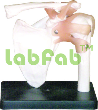 SHOULDER JOINT