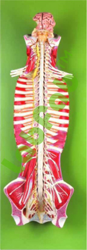 SPINAL CORD IN THE SPINAL CANAL