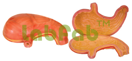 STOMACH MODEL