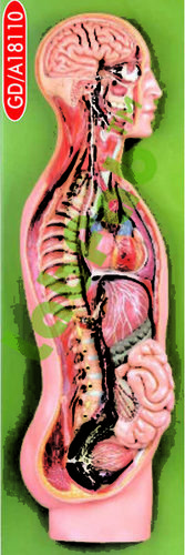 ANATOMICAL AND NURSING MODELS