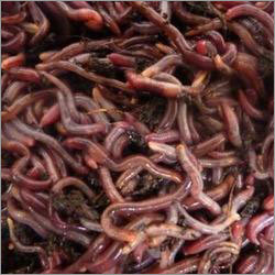 Vermicompost