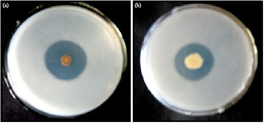 Phosphate Solubilizing Bacterium (PSB)