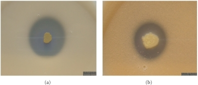 Potash Solubilizing Bacteria