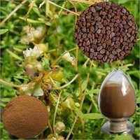 Semen Cuscutae Extract Powder