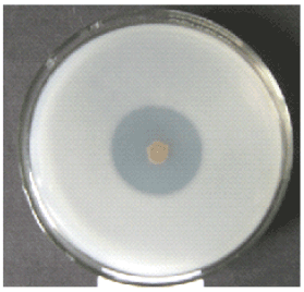 Zinc Solubilizing Bacteria