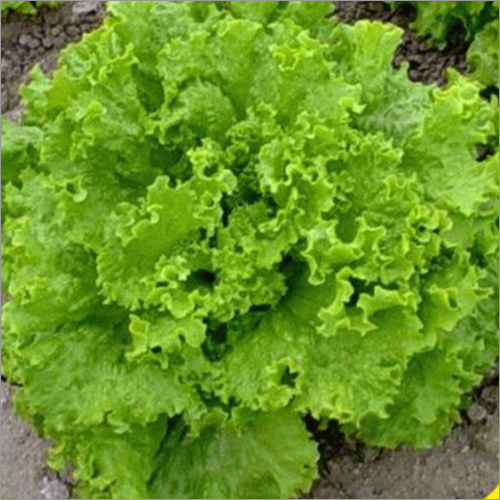 Lettuce Leaf Seeds