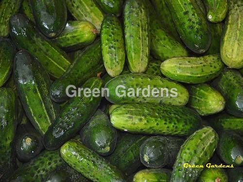 Fresh Gherkins