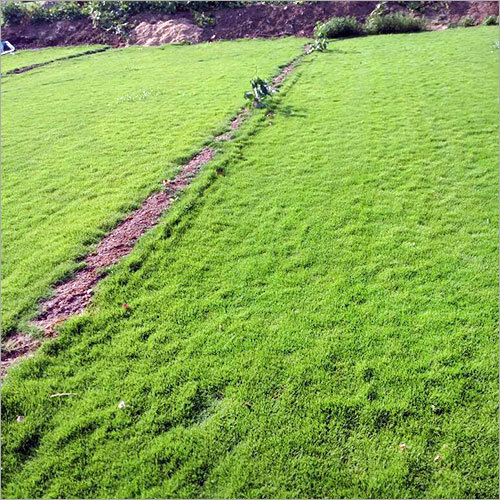Taiwan Lawn Grass