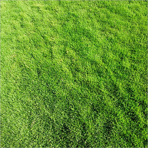 American Lawn Grass