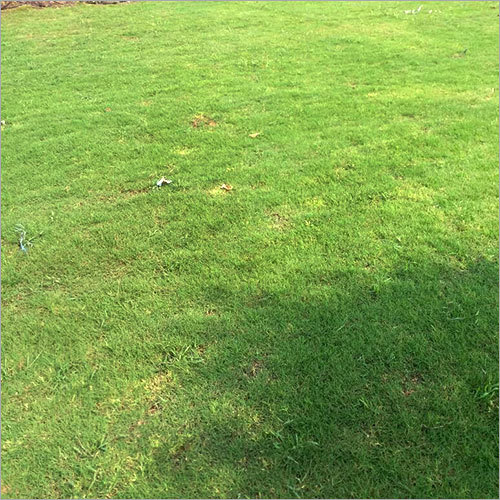 Bermuda Lawn Grass