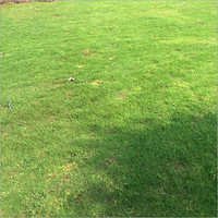 Bermuda Lawn Grass