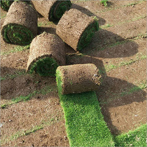 Jumping Lawn Grass