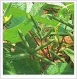 BLACK GRAM SEEDS