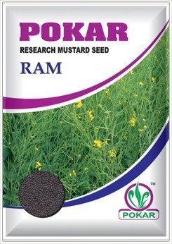 Mustard Seeds