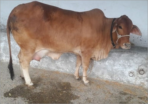 White And Black Healthy Sahiwal Cow