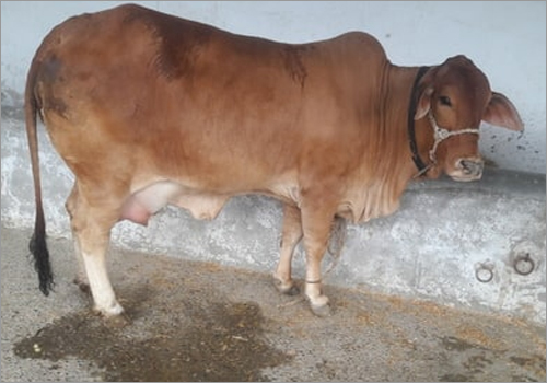 Healthy Sahiwal Cow