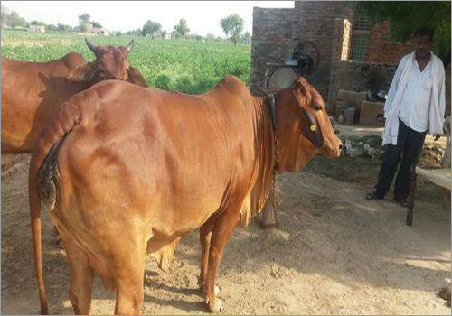 Desi Sahiwal Cow