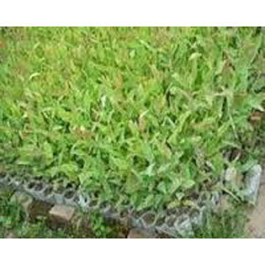 Eucalyptus Clonal