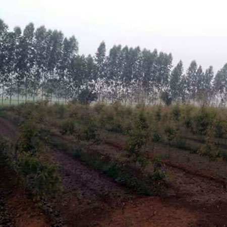 Hybrid Safeda Plants