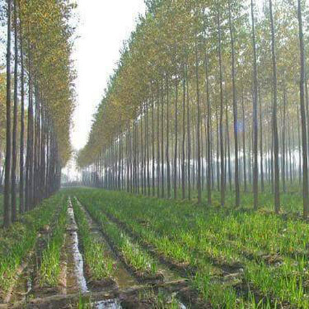 Eucalyptus Clone Plants