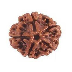 Five Mukhi Rudraksha Bead