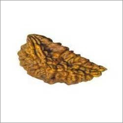 One Mukhi Rudraksha Bead