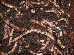 Vermicompost Manure