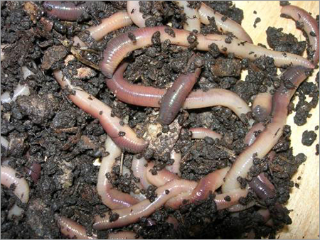 Biomanure Compost