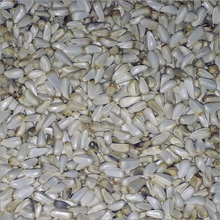 American Saffron Seed American Saffron Seed