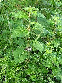 Mentha Arvensis Oil Raw Material: Leaves