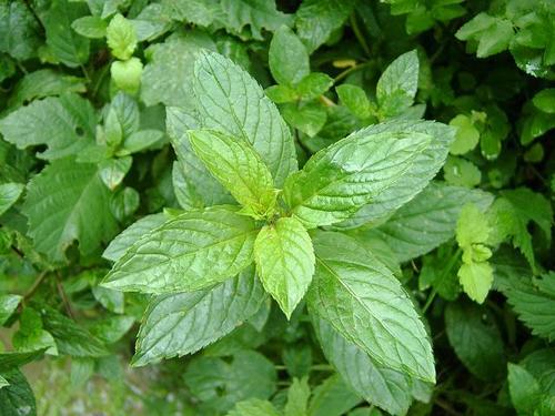 Mentha Piperita Oil Raw Material: Leaves