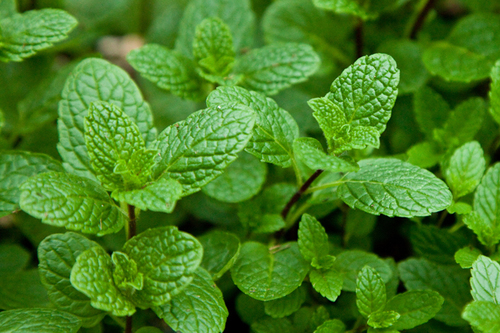 Mentha Spearmint Oil Raw Material: Leaves