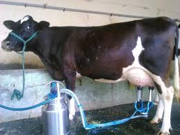 Dairy HF Cow