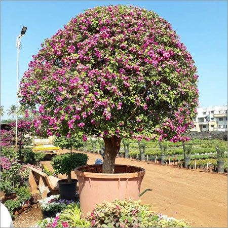 RCC Flower Pot