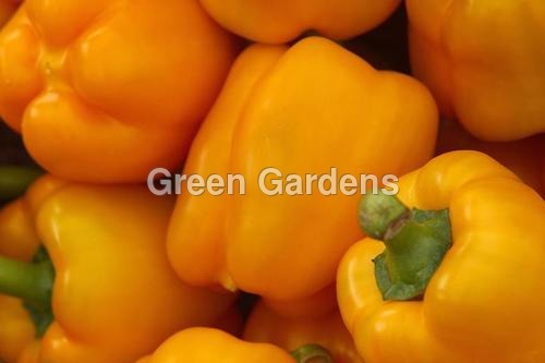 Bell Capsicums