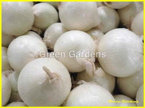 Processed White Onions