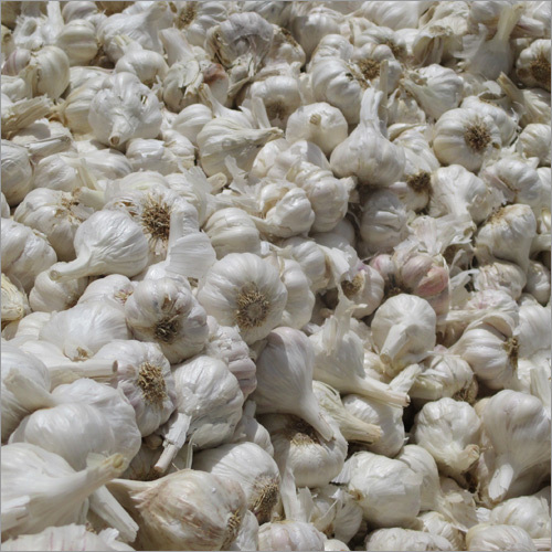Hardneck Garlic