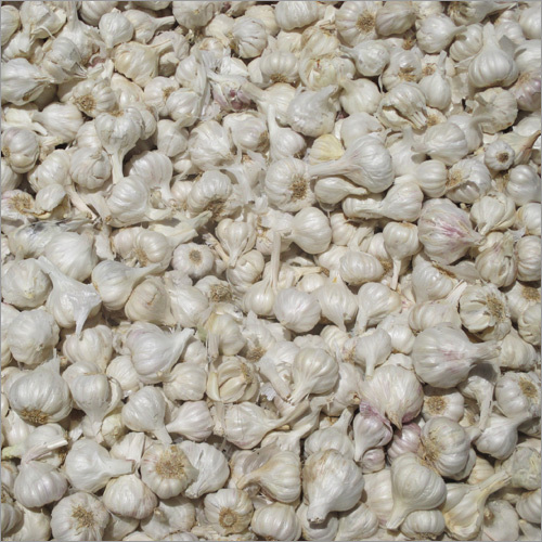 Dried Garlic Flake