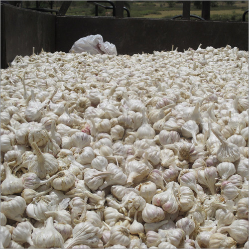 Dehydrate Garlic Cloves