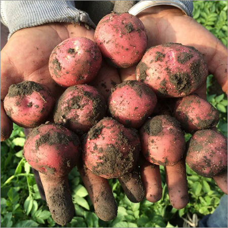 Red Potato