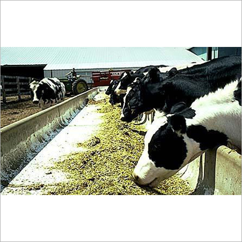 Dairy Cow Feeding System