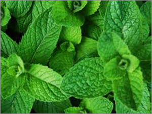 Mint Leaves