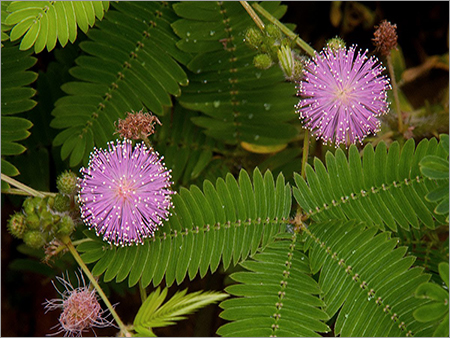 Mimosa Pudica