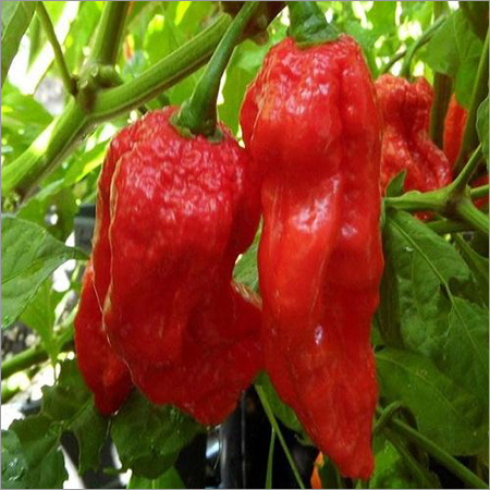 King Chilli